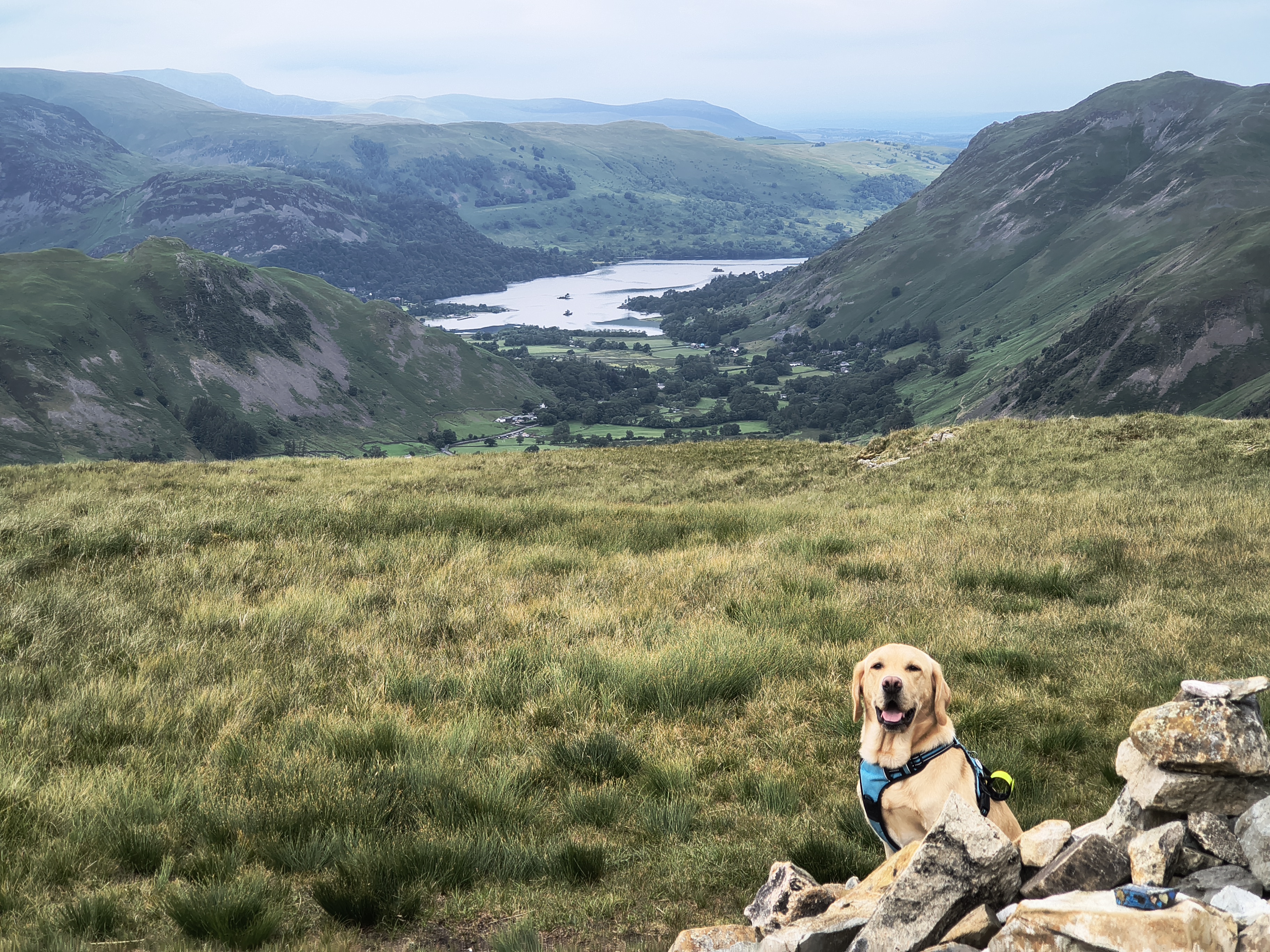 Rex on Hartsop Dodd after a tiring climb in very high humidity, Jun 22, 2026