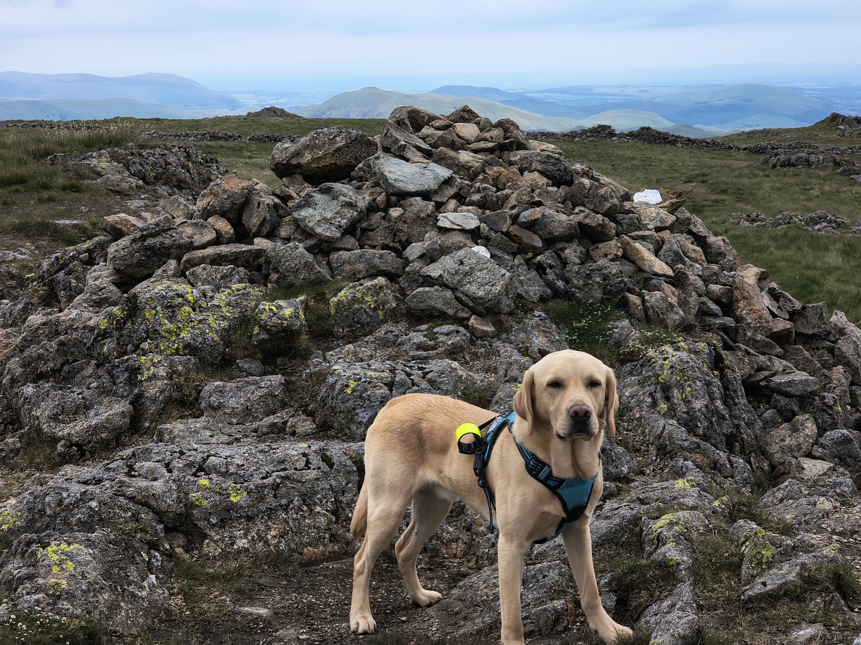 Hartsop Dodd, Caudale - Image 8, Jun 22, 2026