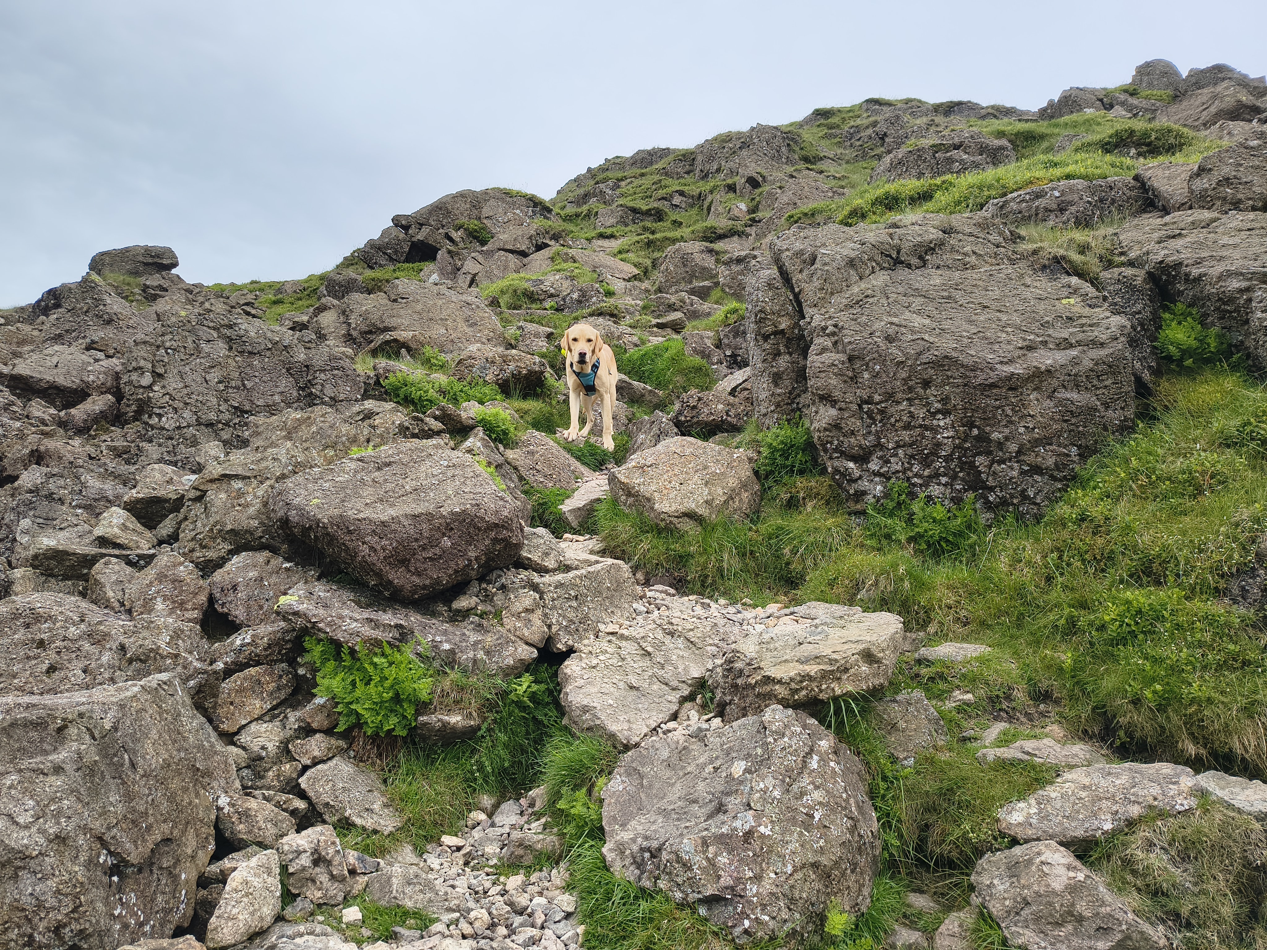 Hartsop Dodd, Caudale - Image 14, Jun 22, 2026