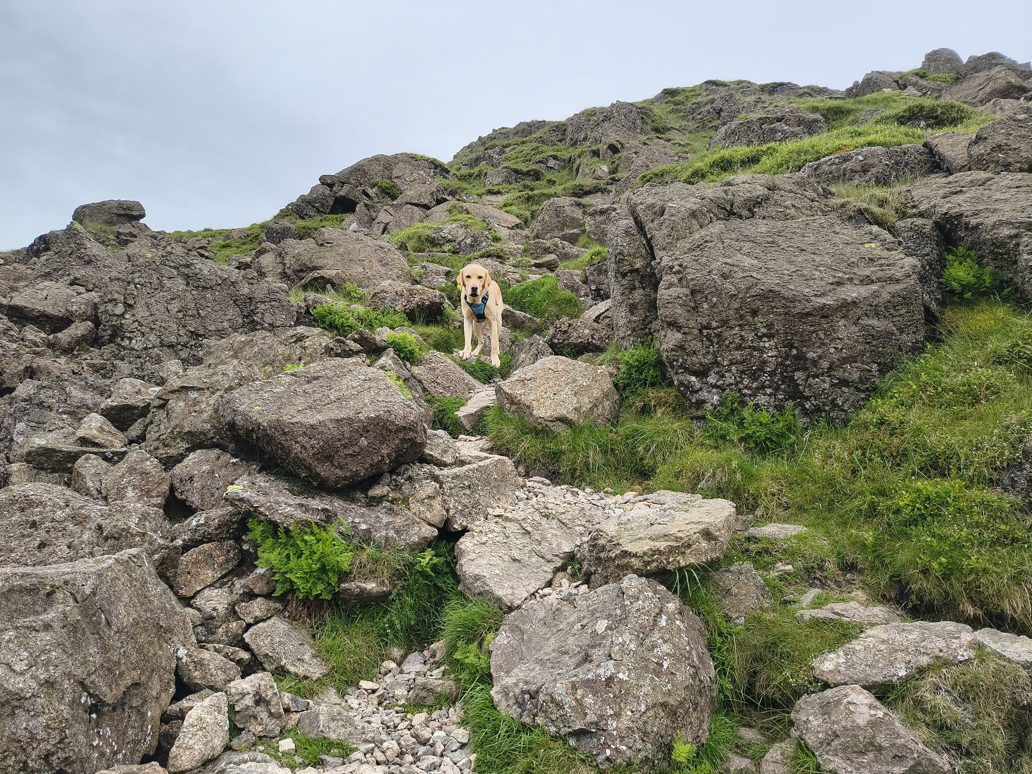 Hartsop Dodd, Caudale - Image 14, Jun 22, 2026