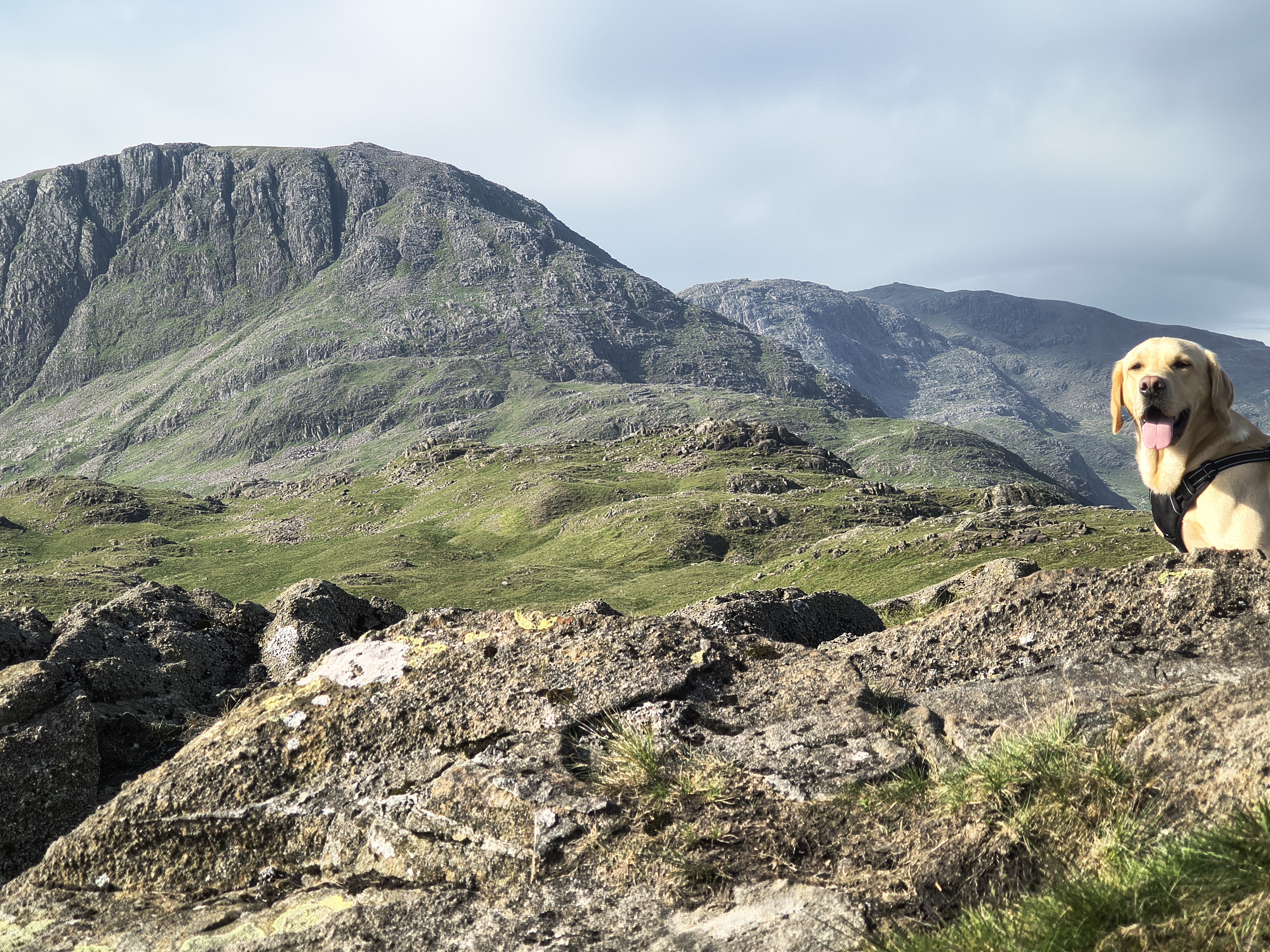 Rex is on Seathwaite Fell with Great End as a backdrop, Jun 23, 2026