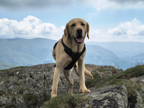 Rex golden lab at Tarn Crag (Easedale) with a hazy view in the heat
