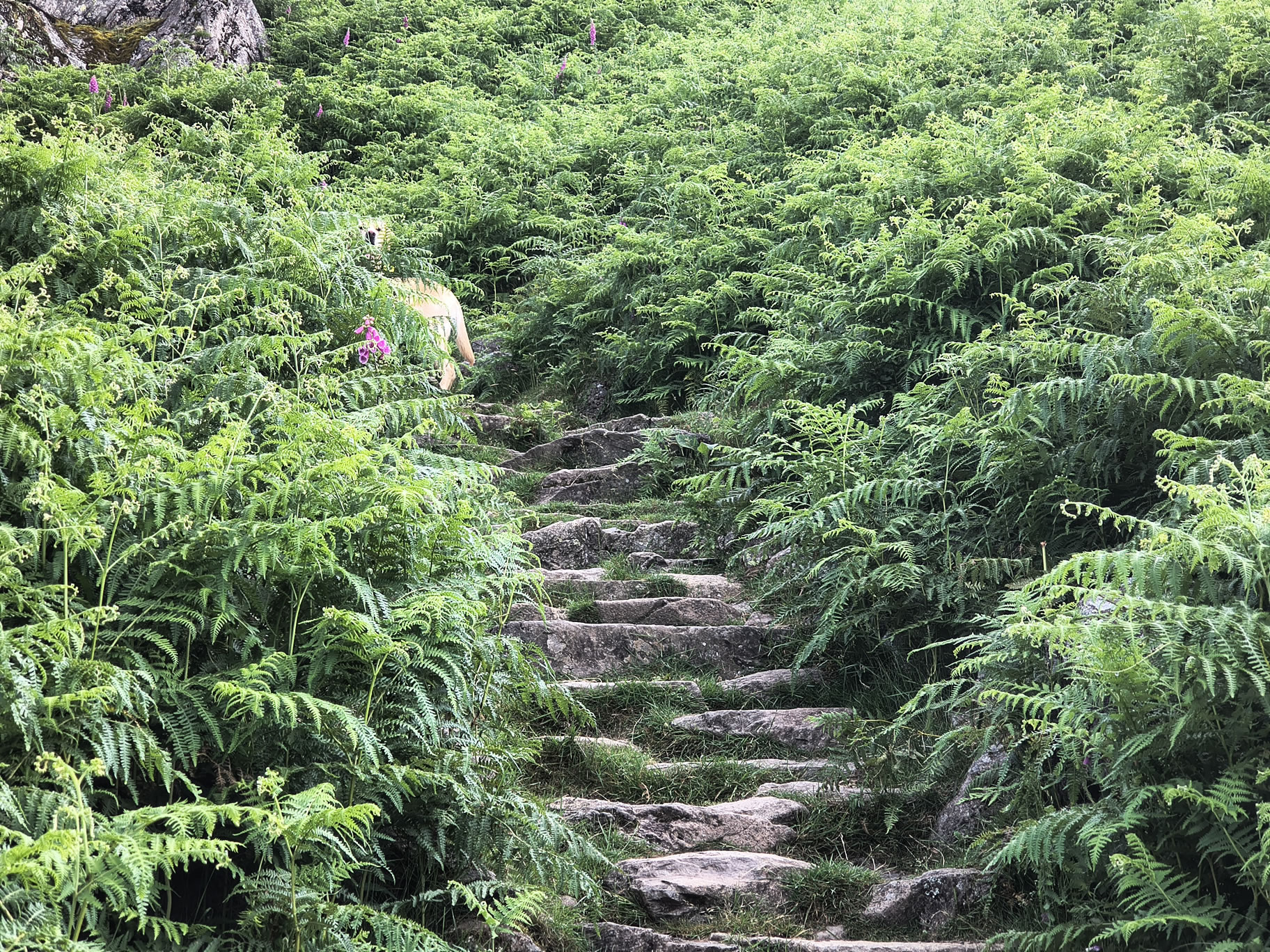 Helm Crag Circular - Image 10, Jun 24, 2026