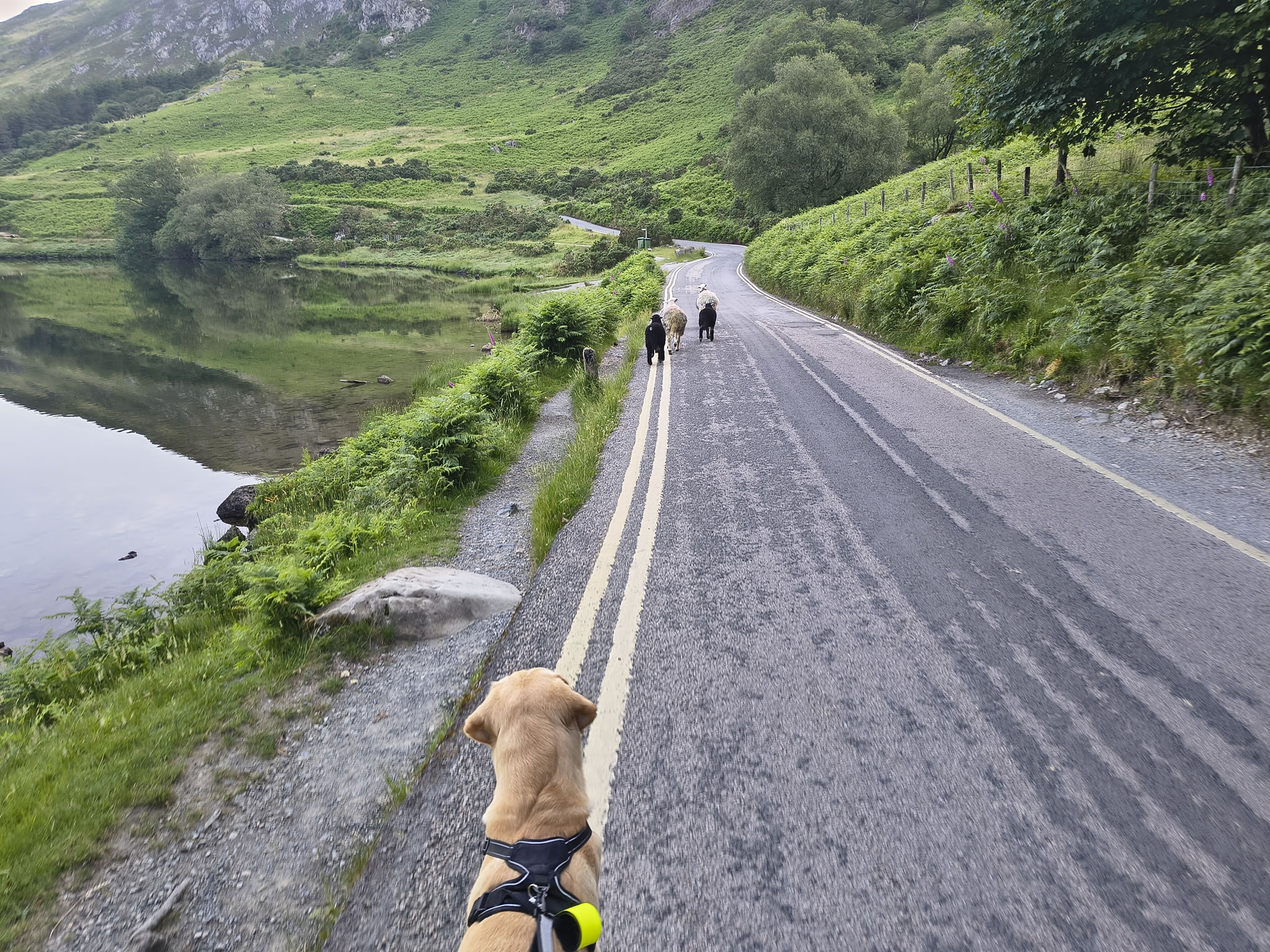 Buttermere Reflections - Image 13, Jun 25, 2026