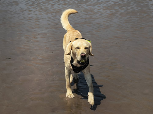 Golden labrador Rex on the sandy beach of St Bees with a tennis ball in his mouth