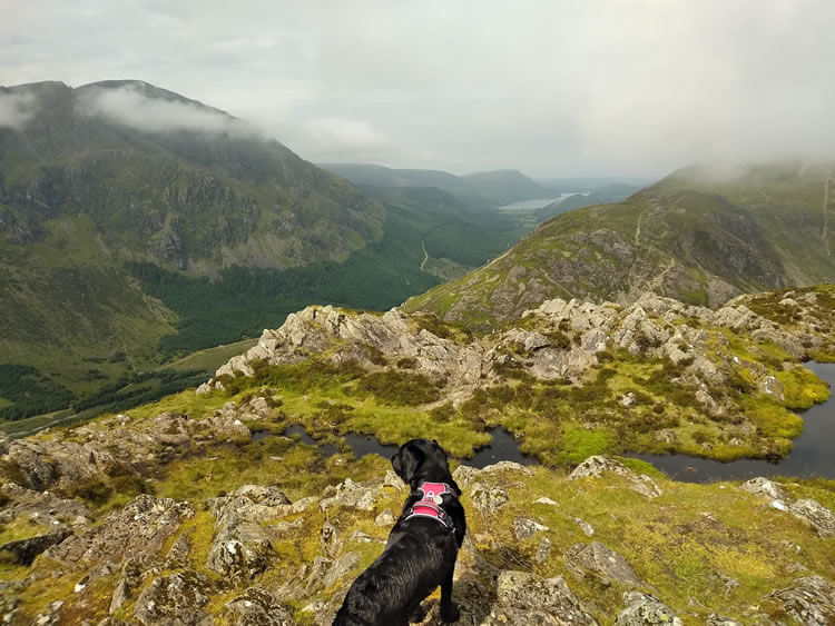 Indy at the summit of Hay Stacks, Lake District UK