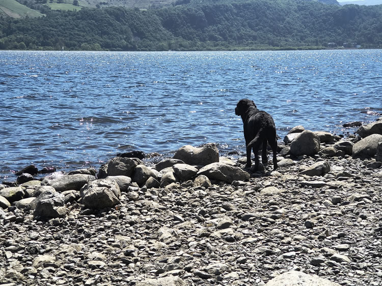 Indy enjoying Derwent Water, Lake District UK