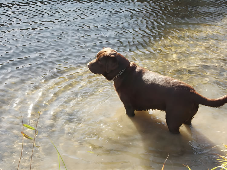 Mocha enjoying the river near Montjoi, SW France