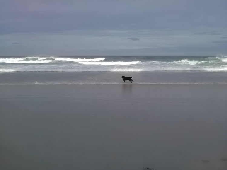 Mocha has the beach at Arcachon, SW France, entirely to herself